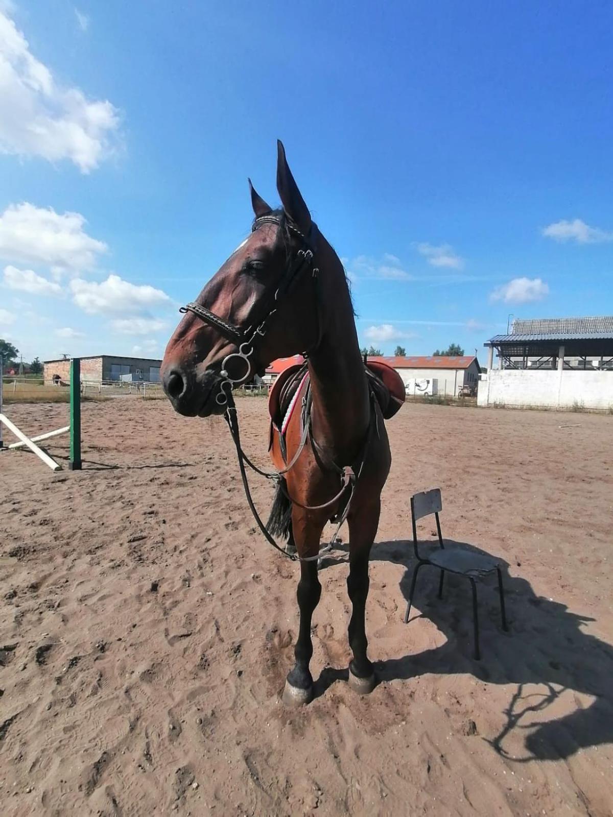 Noclegi Przy Stajni Senny - Horse Riding เวบา ภายนอก รูปภาพ